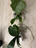 Orchid live Aerangis kotschyana - potted Orchids