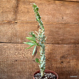 D2436 EUPHORBIA MONTEROI pot12-H35-W8 cm MaMa Cactus Green Plant