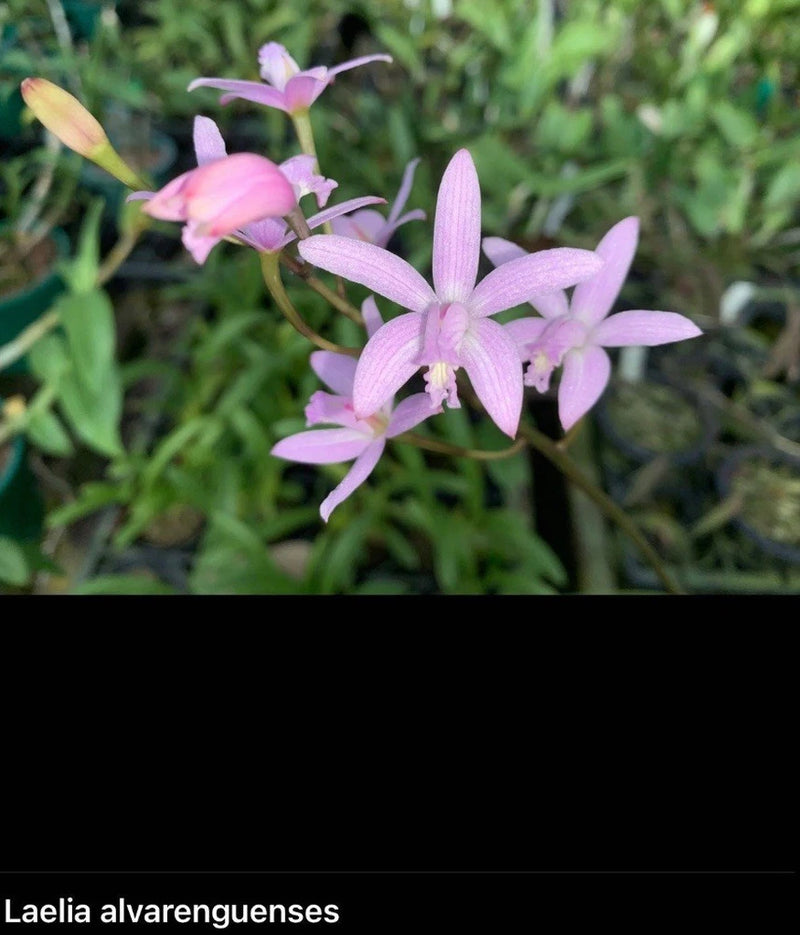 Orchid live Laelia alvareguensis - bare root Orchids