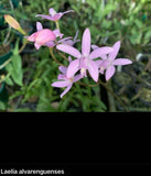 Orchid live Laelia alvareguensis - bare root Orchids