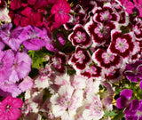 500+ Royal Bloom Mix Dianthus Seeds US SELLER Annual Flowers Seed Carnation Bulk Carnation