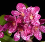 Sarcochilus Kulnura hybrid orchids with pink-magenta spotted petals and yellow centers