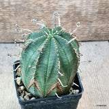 D6203 EUPHORBIA VALIDA ARROW pot7-H9-W7 cm MaMa Cactus Green Plant