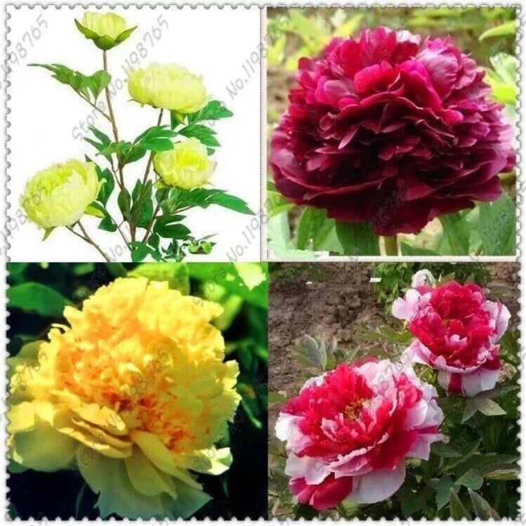 10pc Mix Color PEONY SEEDS Garden Plant Flower blossom exotic FREE shipping Peony