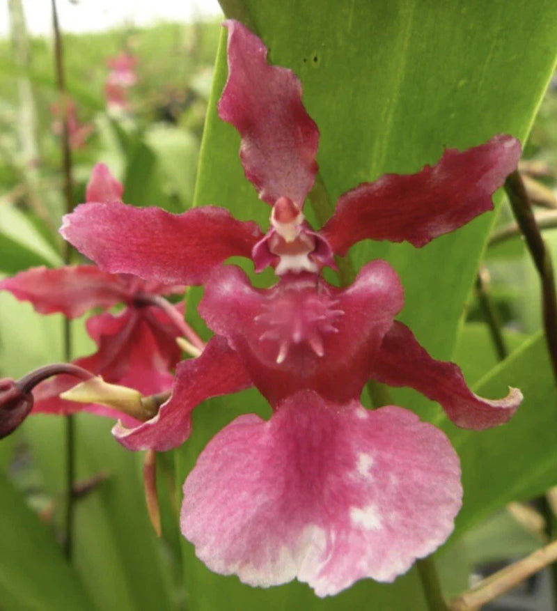 Onc. Heaven Scent 'Sweet Baby (Chocolate Scent) Bloom size Orchids