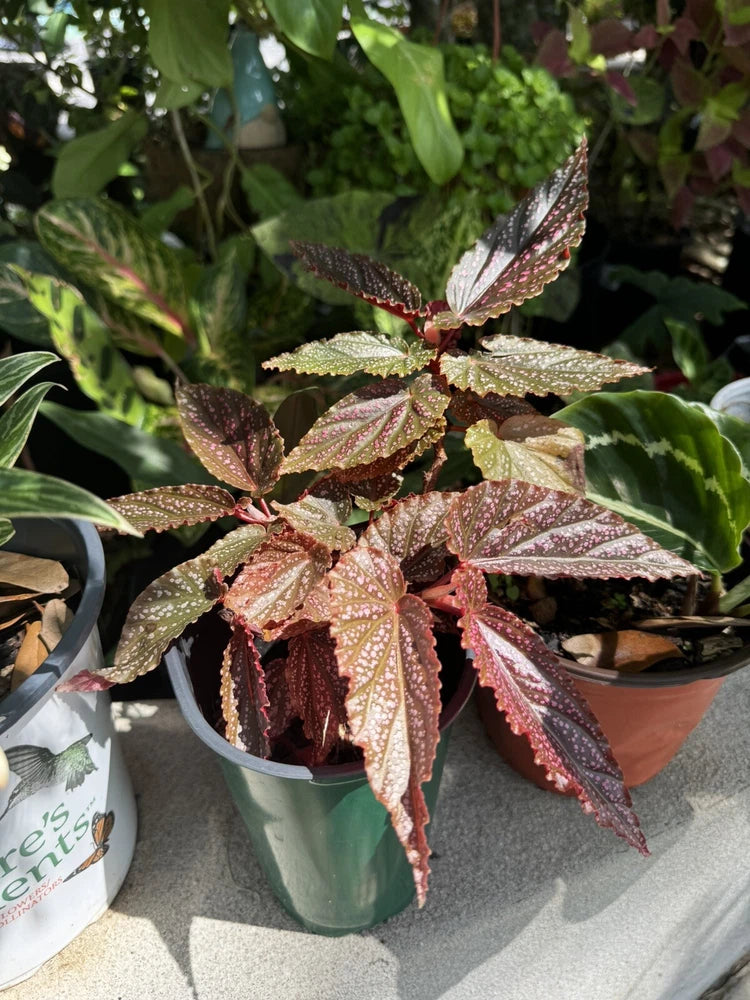 Begonia maculata orchid plant with speckled leaves in a green pot