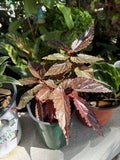 Begonia Maculata Orchids