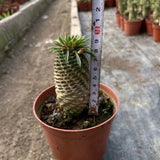 8-9CM Succulent Cactus Plant Euphorbia Bupleurifolia Cactaceae Home Garden Plant Garden Plants