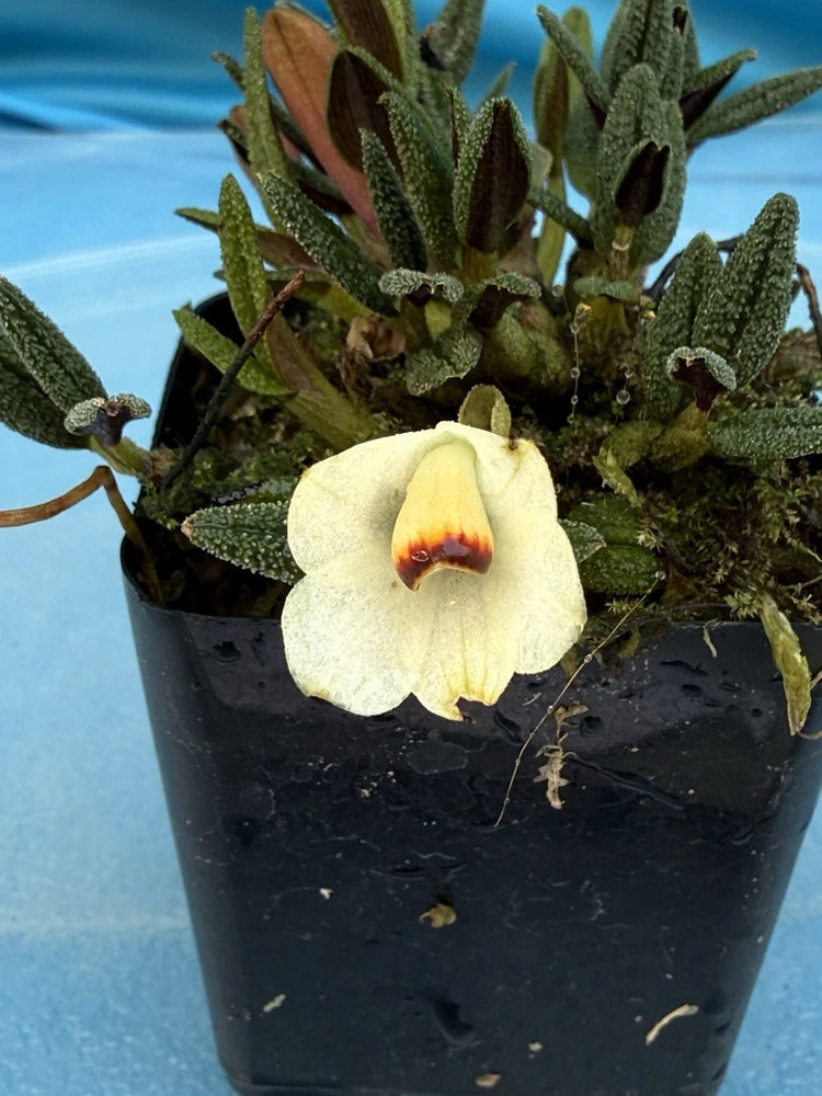White long-lasting orchid bloom with yellow-red center in black pot