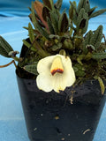 Dendrobium cuthbertsonii Alba White Long Lasting Orchid Species 2Ó Pot BLOOMING Orchids