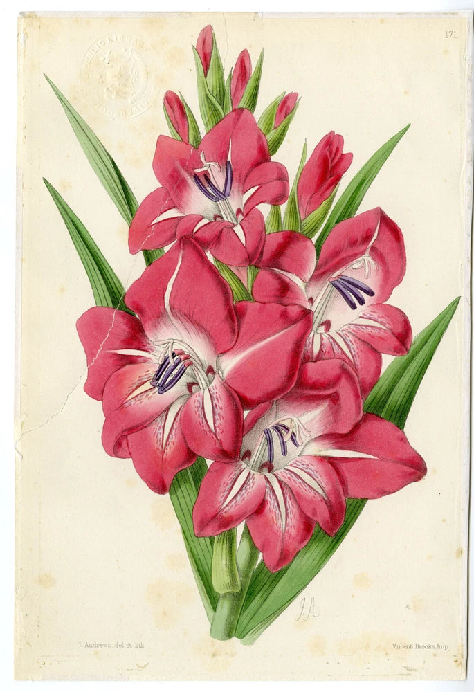 Antique lily flower print with pink blooms and green leaves