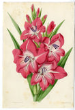 Antique Print-LILIUM-LILY-FLOWER-Andrews-1865 Lily