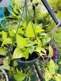 golden pothos plant Orchids
