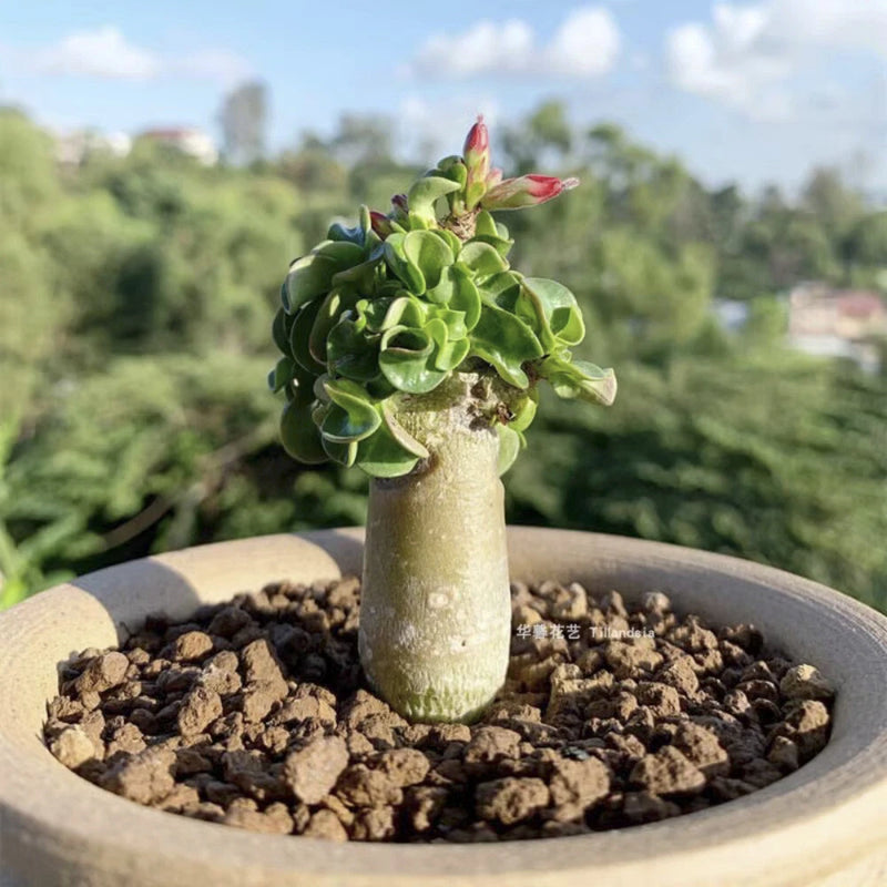 1.5CM Succulent Cactus Plant Adenium Obezsum Khao Apocynaceae Home Garden Plant Garden Plants