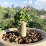 1.5CM Succulent Cactus Plant Adenium Obezsum Khao Apocynaceae Home Garden Plant Garden Plants