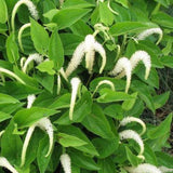 6 Live Lizard Tail Plants | Saururus cernuus ** FREE SHIPPING** Green Plant