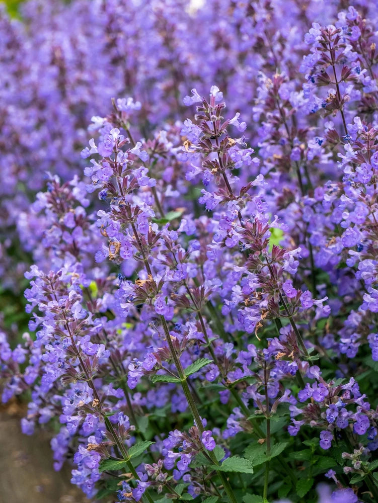 50 PERSIAN CATMINT Mussins Nepeta Racemosa Flower Seeds Flowering Plants
