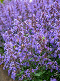 50 PERSIAN CATMINT Mussins Nepeta Racemosa Flower Seeds Flowering Plants