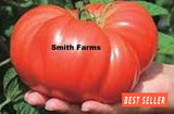 50+ Seeds Andrew Rahart's Jumbo Tomato Easy to Grow Vegetable Garden Planting Garden Plants