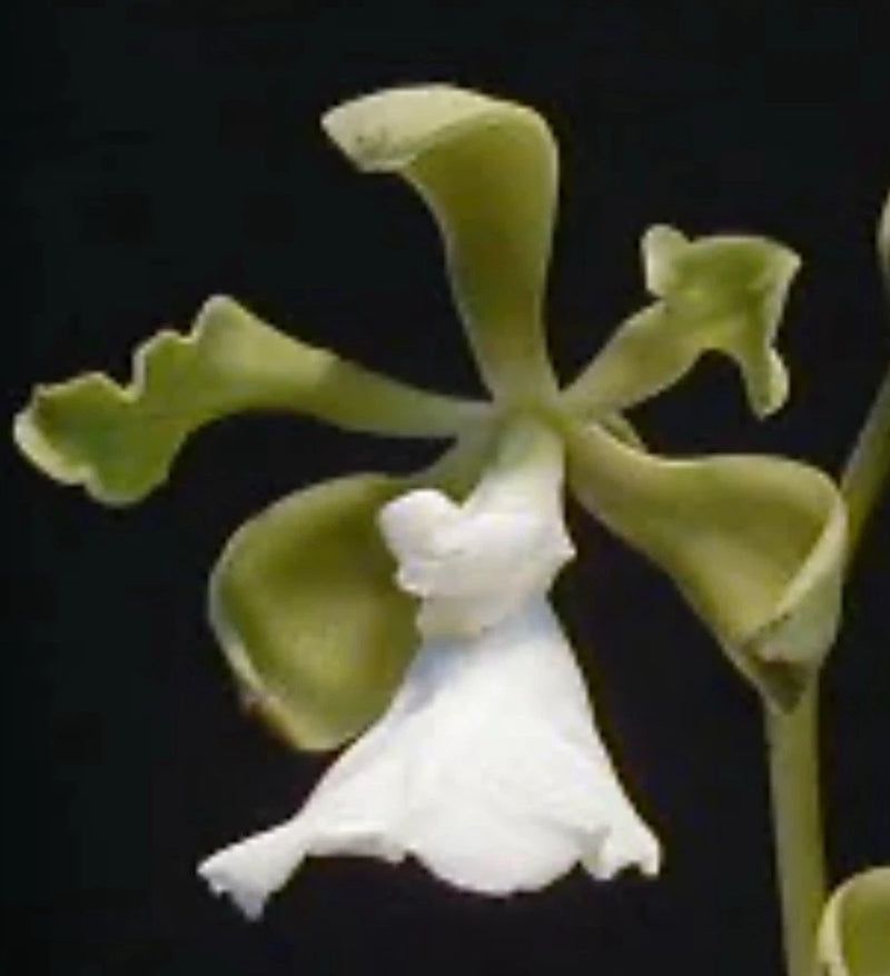 White and green Encyclia orchid flower with curled petals, close-up
