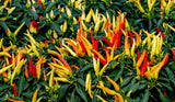Live Anaheim Pepper Plant Ð 3Ð5" Tall Ð 2PPP Ð Kitchen/Container Garden Garden Plants