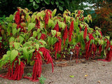 LOVE LIES BLEEDING SEEDS * FULL SUN * CRIMSON TASSELS * 50 Count Pkt. Flowering Plants