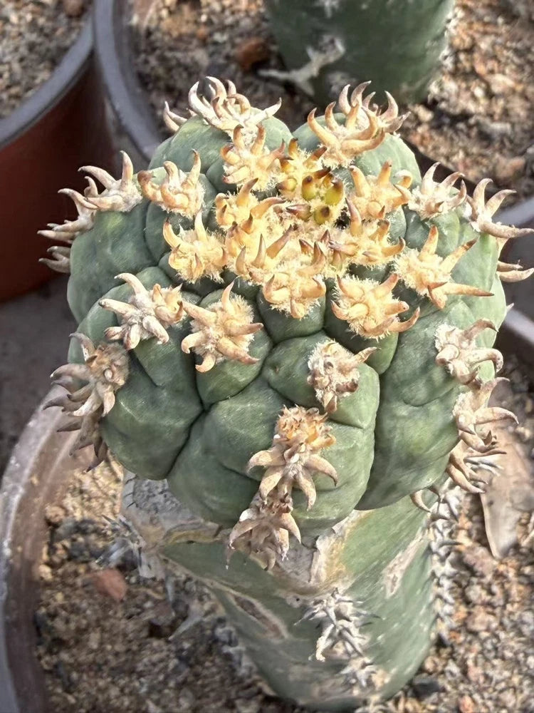 RareSucculent Plant Gymnocalycium spegazzinii  Boutique Garden Decor random Garden Plants