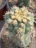 RareSucculent Plant Gymnocalycium spegazzinii  Boutique Garden Decor random Garden Plants