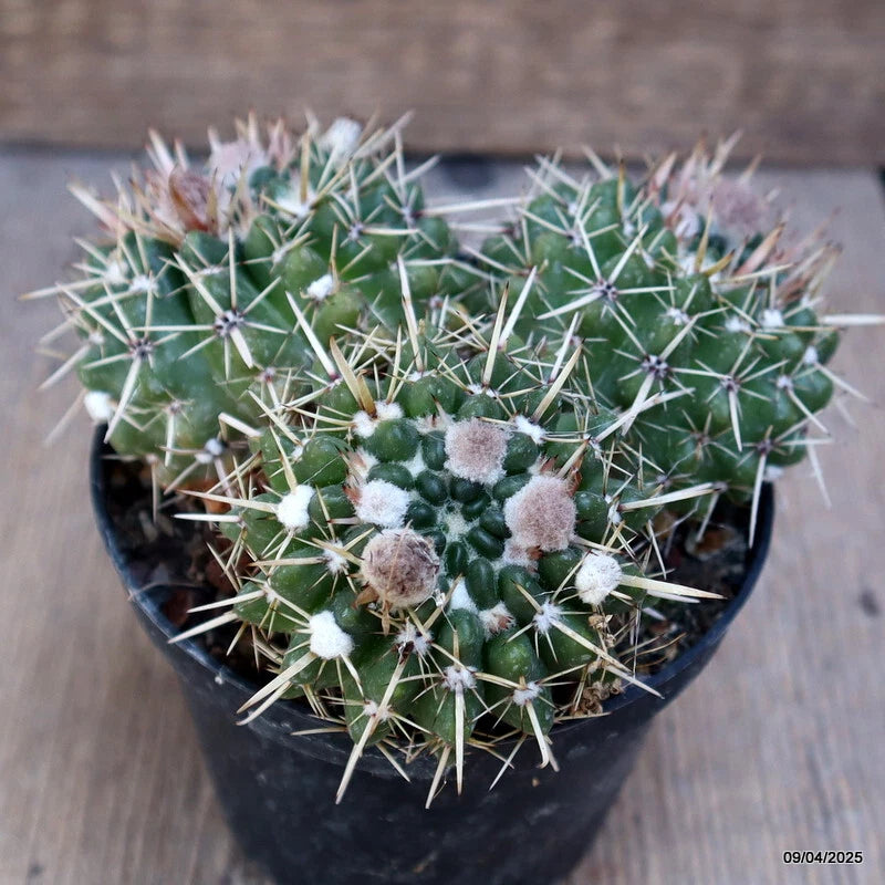 D1555 NOTOCACTUS SUBMAMMULLOSUS pot10-H6-W12 cm MaMa Cactus Green Plant