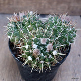 D1555 NOTOCACTUS SUBMAMMULLOSUS pot10-H6-W12 cm MaMa Cactus Green Plant