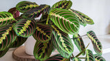 25+ Prayer Calathea Seeds for Garden Planting - USA - FREE SHIPPING! Garden Plants