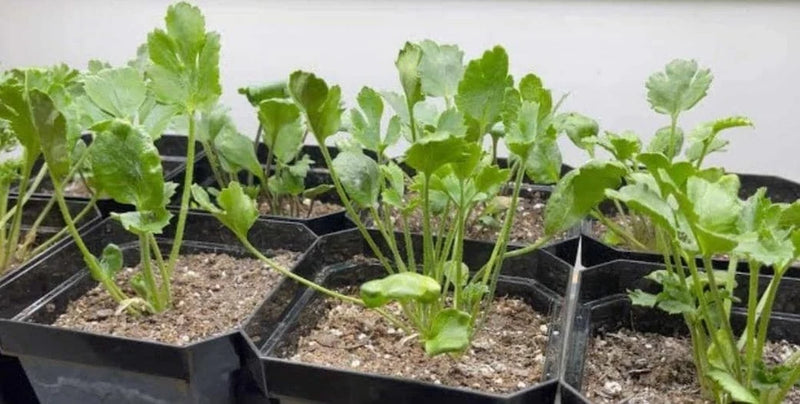 One LIVE Ranunculus "Mystery" Pre-Order For Spring.  April /May shipping Ranunculus