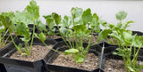 One LIVE Ranunculus 