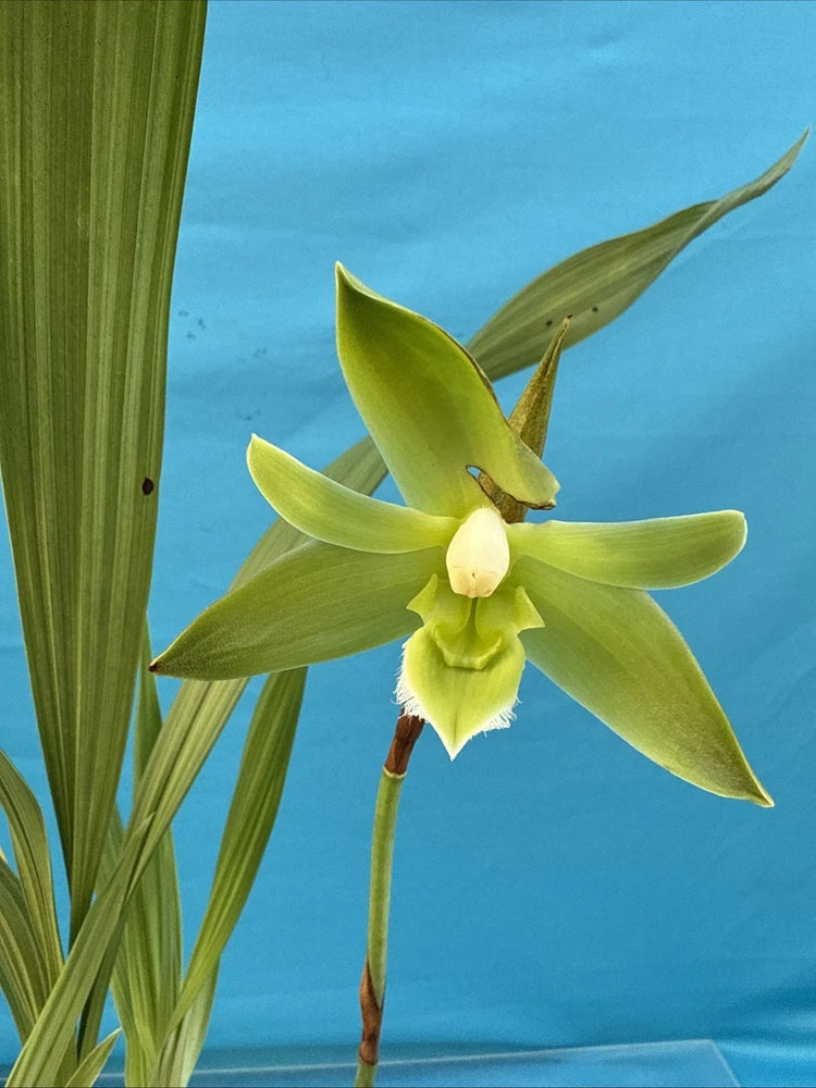 Green and white orchid bloom with three pointed petals and a small center