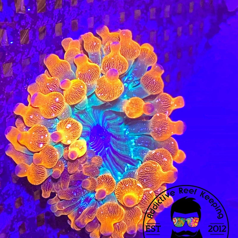 ARK Funburst Bubble Tip Anemone 3" to 5" Anemone