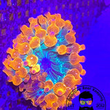 ARK Funburst Bubble Tip Anemone 3" to 5" Anemone