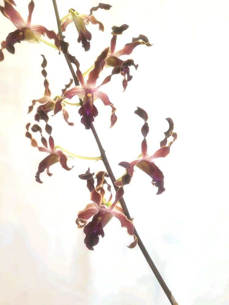 Dendrobium orchid plant with pink-purple flower clusters on a slender stem