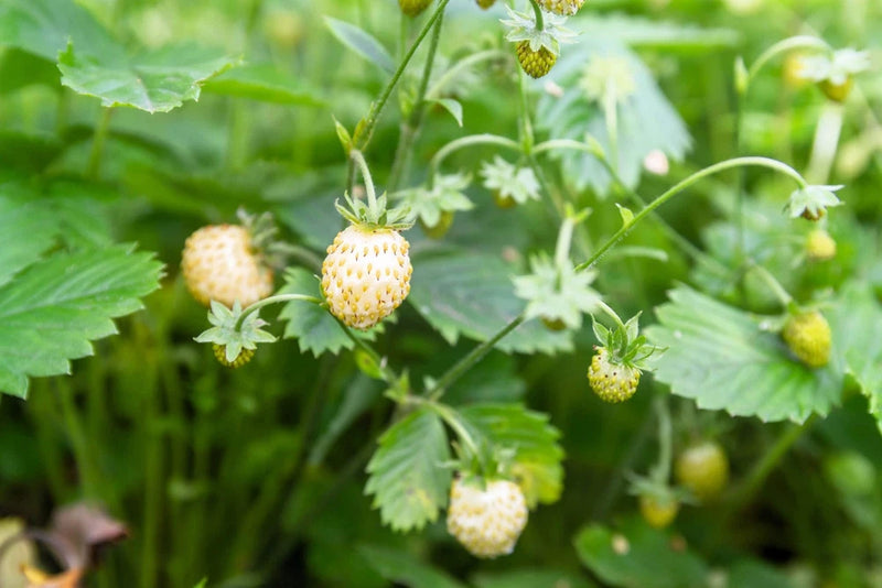 20 ' PINEAPPLE CRUSH ' STRAWBERRY Everbearing Fragaria Vesca Alpine White Yellow Flowering Plants