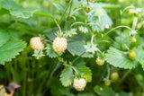 20 ' PINEAPPLE CRUSH ' STRAWBERRY Everbearing Fragaria Vesca Alpine White Yellow Flowering Plants