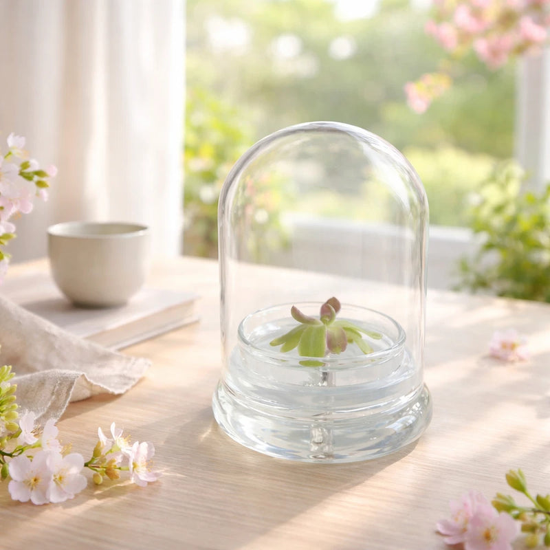 Glass terrarium with small green butterwort plant and clear dome cover