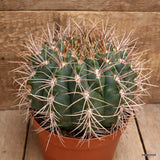 D3854 GYMNOCALYCIUM SAGLIONIS X CARDENASIANUM pot18-H14-W19 cm MaMa Cactus Green Plant