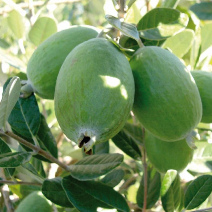 Set 2 Pineapple Guava Live Plant - 4-6"Tall - Edible Tropical Fruit & Ornamental Flowering Plants