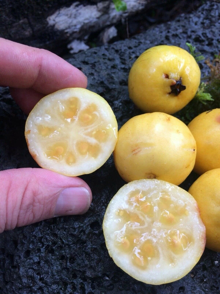 Yellow guava fruit halves and whole fruit with visible seeds