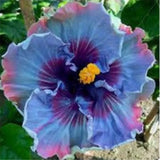 20 SEEDS Purple Blue HIBISCUS flower exotic garden/house plant USA Seller Garden Plants