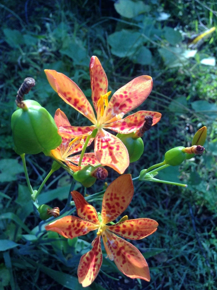 30+ organic Blackberry Lily seeds ( Belamcanda chinensis / iris domestica) Garden Plants