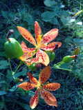 30+ organic Blackberry Lily seeds ( Belamcanda chinensis / iris domestica) Garden Plants