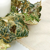 Set of 4 Glitter Accented Green Artificial Ivy 11" Rings Green Plant
