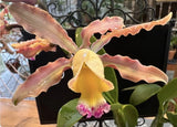 Myc. Elegance - Stunning Long-spike Blooms - 6Ó Pot Orchids