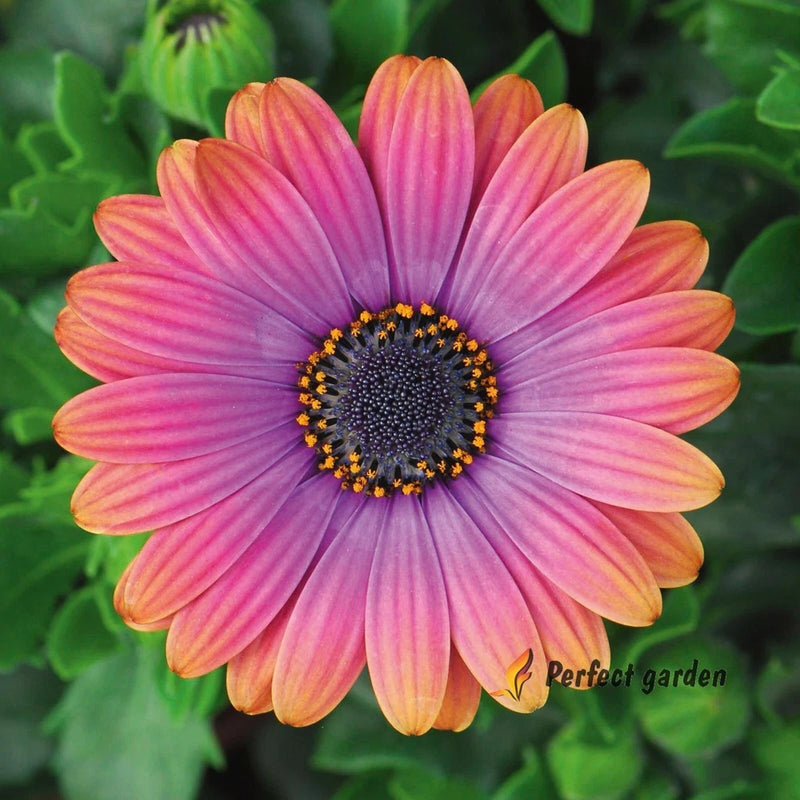 10 Seeds Osteospermum African Daisies Copper Amethyst  Gorgeous Fantastic Flower Daisies