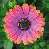 10 Seeds Osteospermum African Daisies Copper Amethyst  Gorgeous Fantastic Flower Daisies